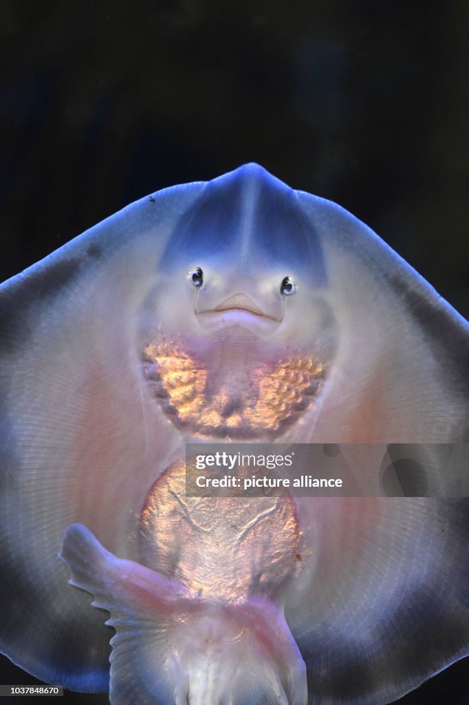 A palm-sized baby ray can be seen in its 'Kindergarten Aquarium' at ...