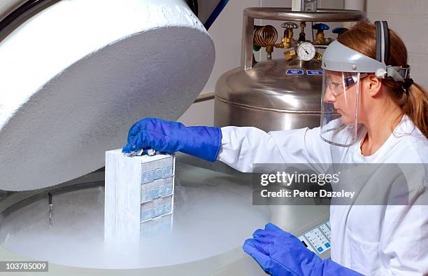 scientist lifting human cells from liquid nitrogen - egg freezing stock pictures, royalty-free photos & images