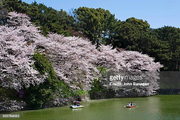 rowing along cherry blossom-lined chidorigafuchi, north-eastern moat of former edo castle, now kitanomaru park. - imperial palace tokyo stock-fotos und bilder