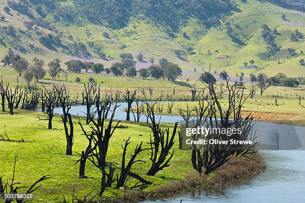 murray river running into lake hume on victoria-nsw border. - murray river stock pictures, royalty-free photos & images