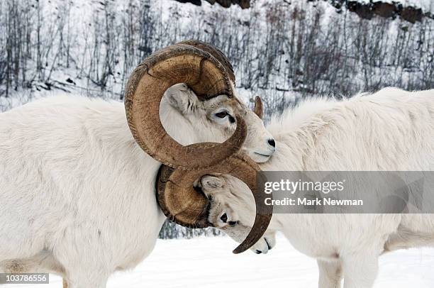 two affectionate dall sheep (ovis dalli). - american bighorn sheep stock pictures, royalty-free photos & images