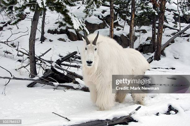 mountain goat (oreamnos americanus). - schneeziege stock-fotos und bilder