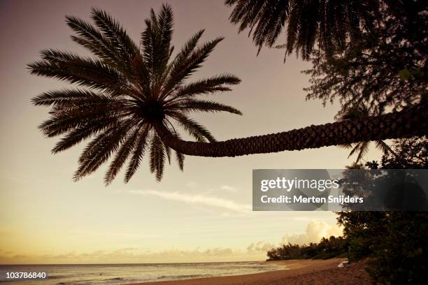 tall hanging palm tree on sunset beach in morning. - sunset beach hawaii stock pictures, royalty-free photos & images