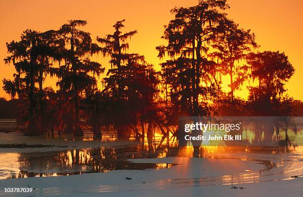 bald cypress trees silhouetted at sunset at lake martin. - lafayette louisiana foto e immagini stock