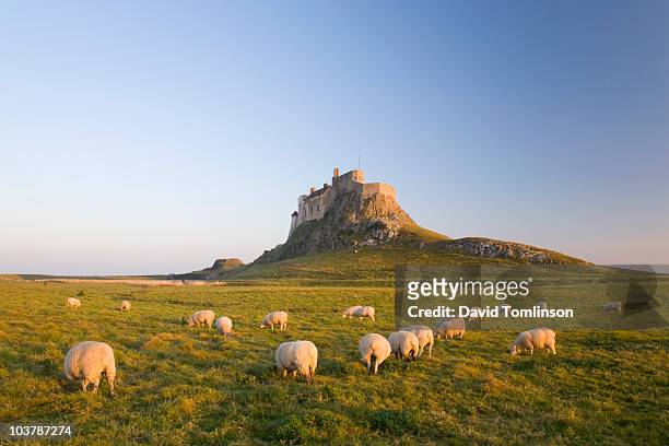 sheep grazing beneath lindisfarne castle. - northumberland 個照片及圖片檔