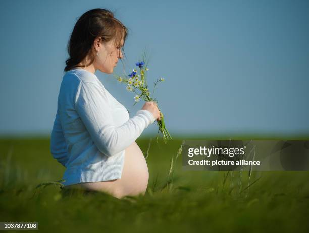 Pregnant woman in the 8th month is pictured with flowers in her hands in a cornfield near Sieversdord, Germany, 22 May 2014. Photo: Patrick Pleul/dpa...