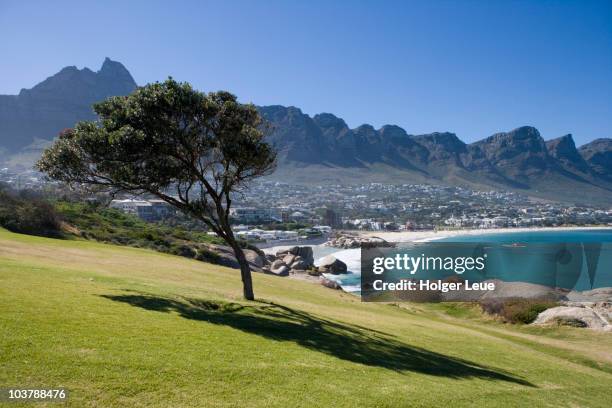 tree and lawn overlooking camps bay with twelve apostles mountains in distance. - camps bay stock pictures, royalty-free photos & images