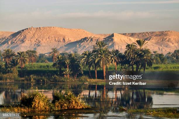 palms and hills along river nile. - nile river stock pictures, royalty-free photos & images