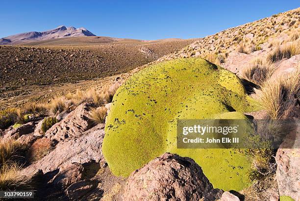 yareta plant (azorella compacta). - yareta stock pictures, royalty-free photos & images