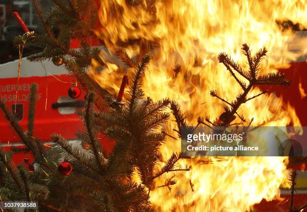 Einen Weihnachtsbaum hat am die Feuerwehr in Düsseldorf angezündet. Die Brandschützer wollen mit dieser Aktion auf die Gefahren aufmerksam machen,...