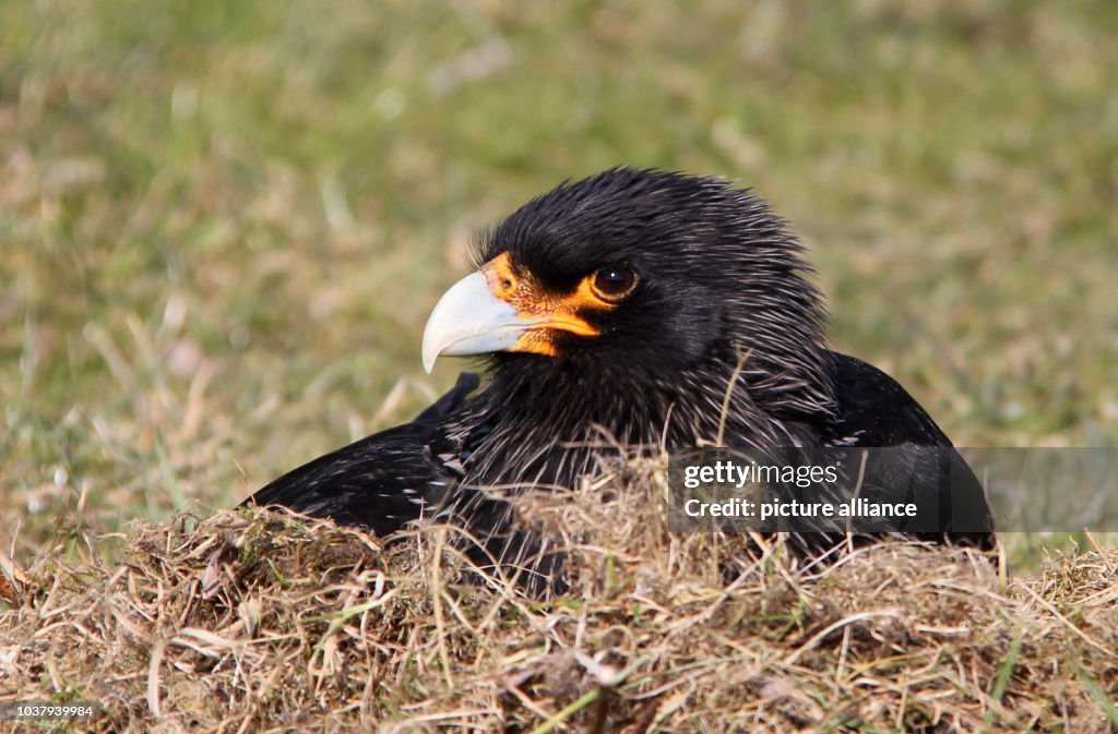 Striated Caracara