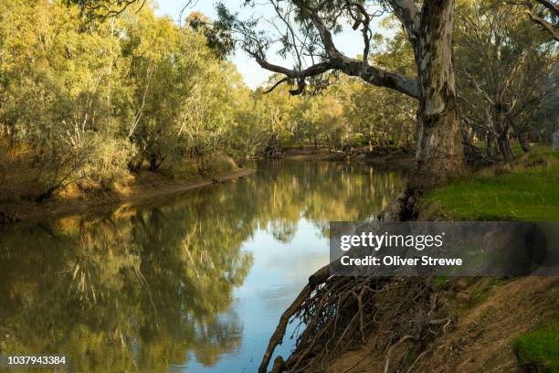 eucalyptus forest and murray river - murray river stock pictures, royalty-free photos & images