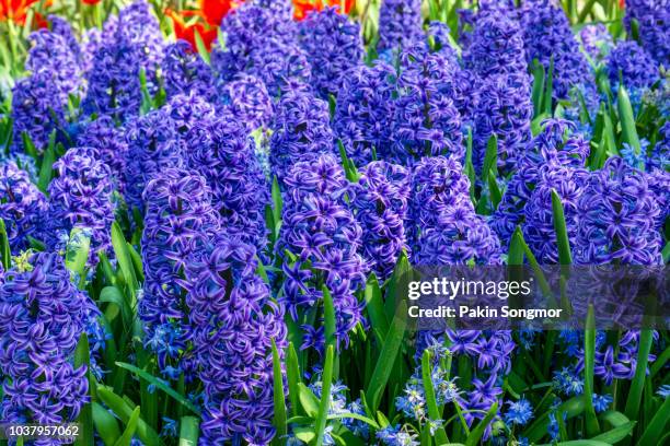 blooming tulips flowerbeds in keukenhof flower garden - hyacinth stock pictures, royalty-free photos & images