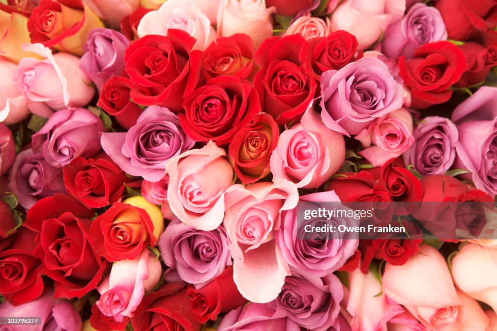 Beautiful roses of mixed colors for sale in Paris