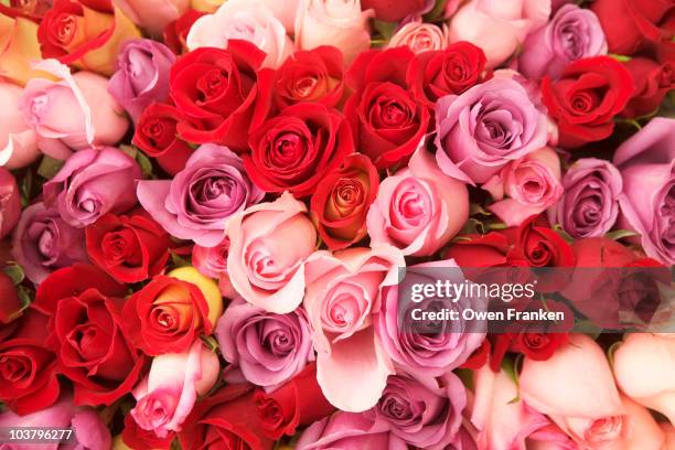 Googleand Roses 5,680 Paris Roses Stock Photos, High-Res Pictures, and Images - Getty ...