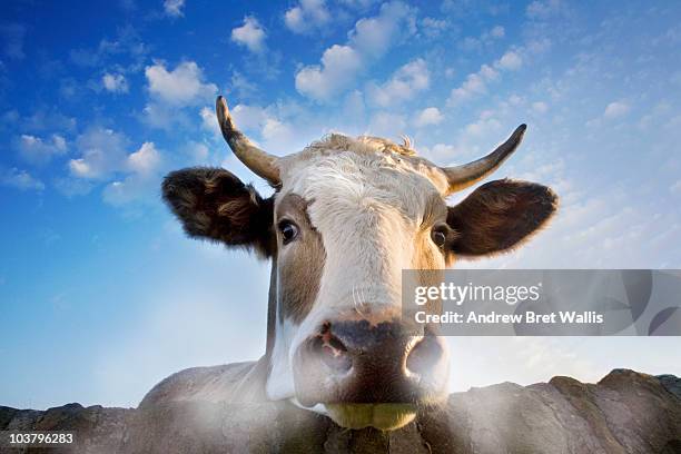 Snorting Bull Express 13 Snorting Bull Stock Photos, High-Res Pictures, and Images - Getty Images