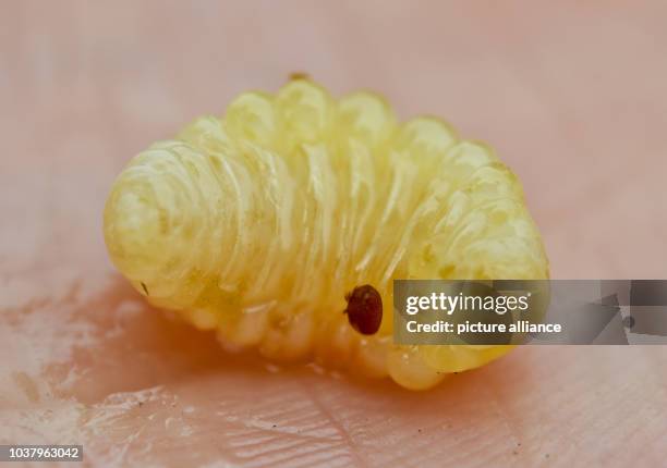 Varroa mite sits on a bee larva near Brisen, Germany, 06 May 2014. The mite lays its eggs on the bee larvae. The young mites hatch roughly at the...