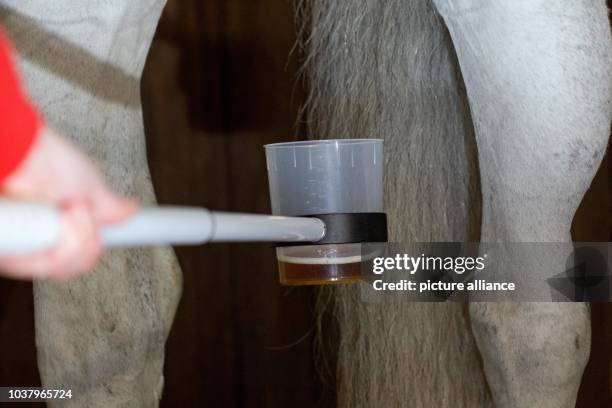 Veterinarian takes a urine sample during the demonstration of a doping test for horses in a stable in Riesenbeck, Germany, 09 January 2013. The...