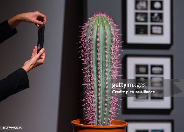 Visitor takes a photo of a cactus 'Pink Pain' with stings painted in pink by artist Ulay in the exhibiton 'Ulay Life-Sized' in Frankfurt on the...