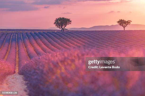 sunset over a violet lavender field in provence, france - aix en provence fotografías e imágenes de stock