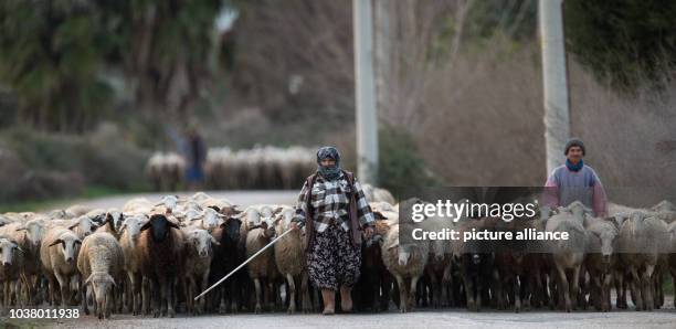 Woman her herd with a stick late in the afternoon in Belek, Turkey, 08 January 2013. She is warmly dressed because temperatures drop to around zero...