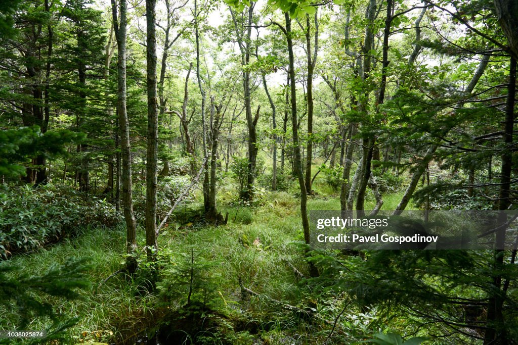 Wilderness and unspoiled nature at the Five Shiretoko Lakes, part of the Shiretoko National Park in Hokkaido, Japan
