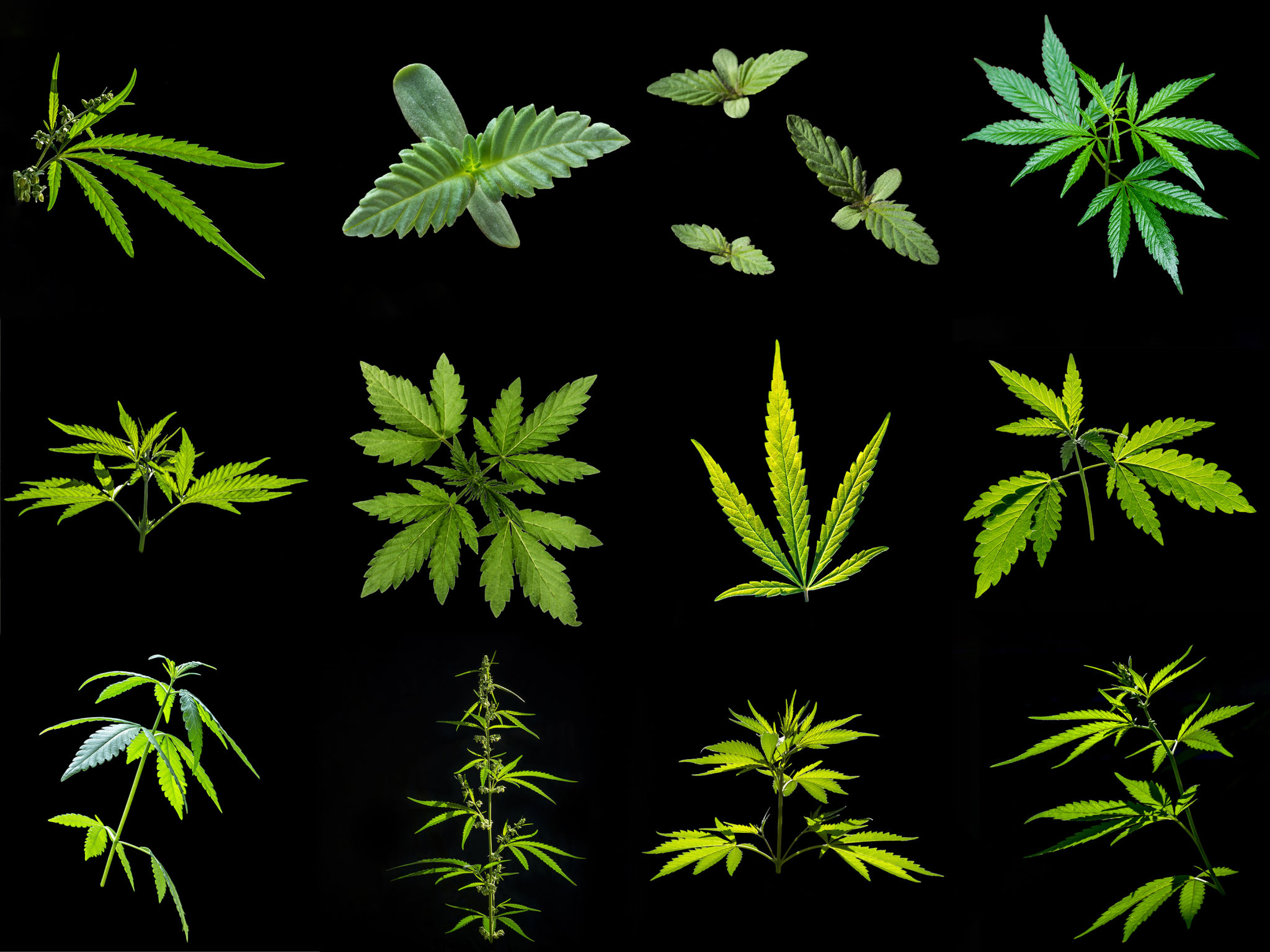 cannabis variety