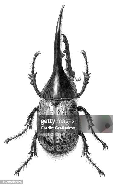 29点のヘラクレスオオカブトイラスト素材 Getty Images 29点のヘラクレスオオカブトイラスト素材 Getty Images