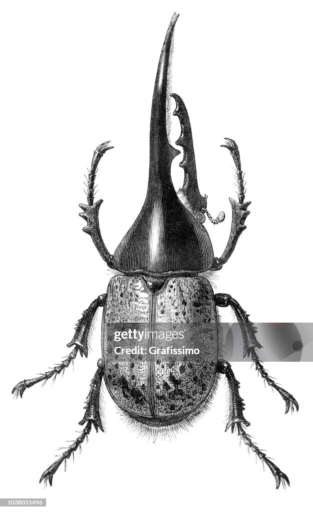 Hercules beetle male insect illustration