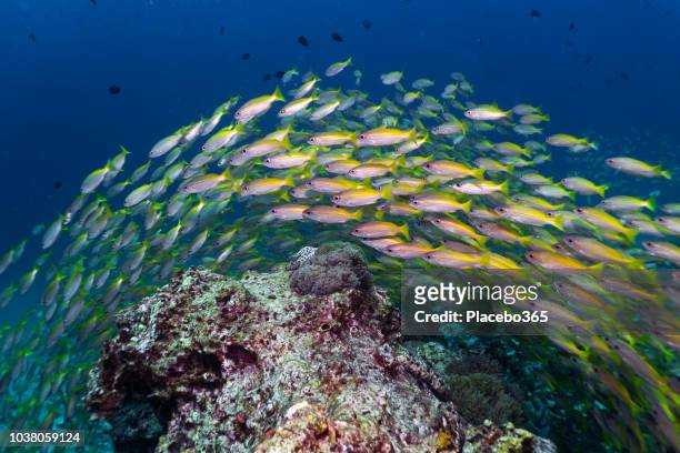 epic nature underwater school of bigeye snapper (lutjanus lutjanus) fish - school system stock pictures, royalty-free photos & images