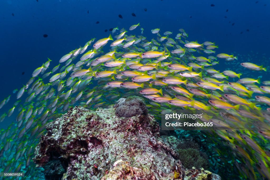 Peixe de natureza épica subaquática escola de patudo Snapper (Lutjanus lutjanus)