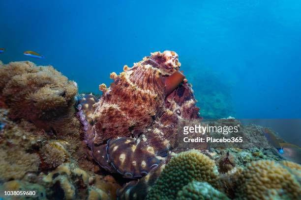 underwater reef octopus (octapus cyanea) camouflaged on coral reef - giant octopus stock pictures, royalty-free photos & images