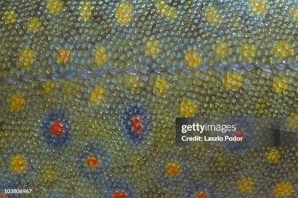 macro image of the skin of a speckled trout - brook trout stock pictures, royalty-free photos & images