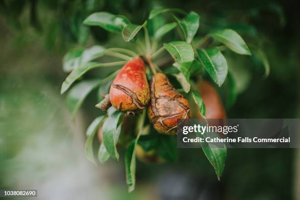 rotten pears on a tree - fruit decay stockfoto's en -beelden