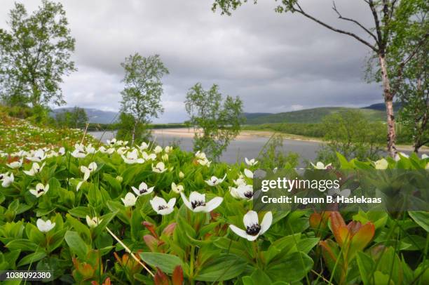 wildflowers wildflowers, (cornus suecica, the dwarf cornel), birches and landscape by the river alta. moody sky in the back. - bunchberry cornus canadensis stock pictures, royalty-free photos & images