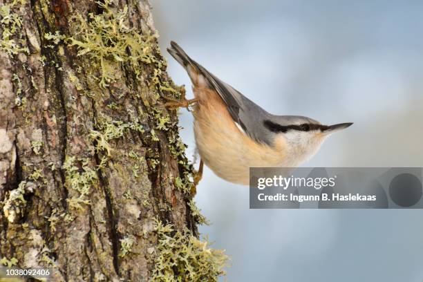 nature and wildlife. nuthatch sitting on a tree trunk of an old plum tree. - sittelle torchepot photos et images de collection