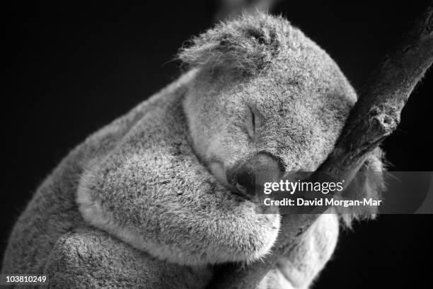 sleeping koala  - tiere schwarz weiss stock-fotos und bilder