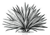 Agave hand draw vintage engraving clip art isolated on white background