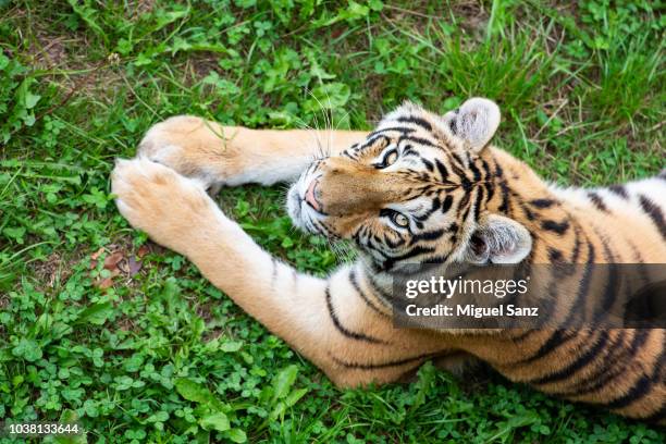 the tiger (panthera tigris) - tiger print stock pictures, royalty-free photos & images