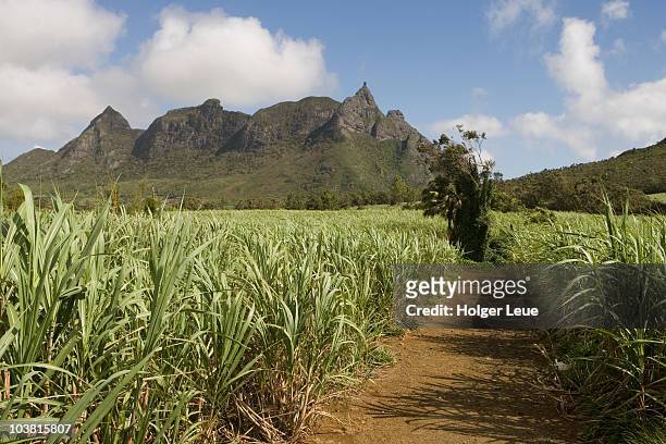 sugarcane field and pieter both mountain, near nouvelle decouverte. - sugar cane field stock pictures, royalty-free photos & images