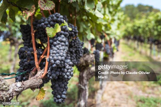 pinot noir in the vully vineyards before harvest - pinot noir grape - fotografias e filmes do acervo