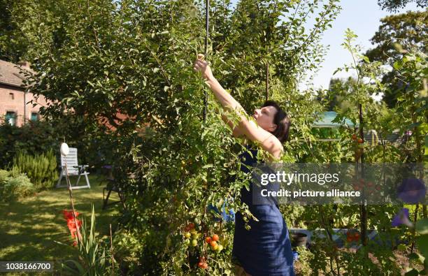 Actress Karin Kettling works in her garden in the workers' settlement in Eisenheim in Oberhausen, germany, 19 August 2016. Photo: Caroline Seidel/dpa...