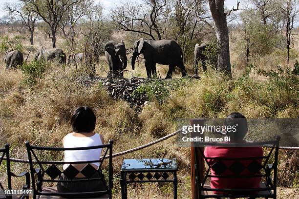 visitors watching herd of elephants visiting watering hole. - transvaal province stock pictures, royalty-free photos & images