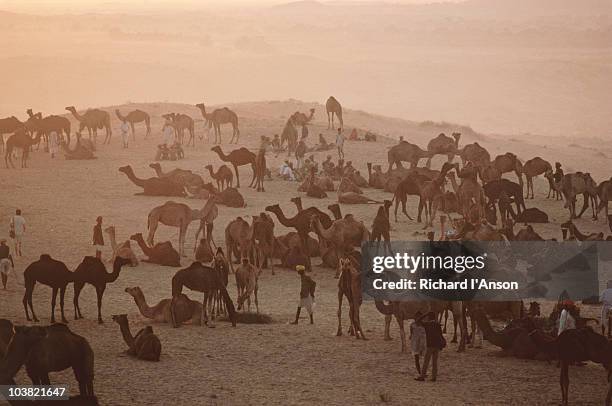 camels in thar desert during pushkar mela. - mela fotografías e imágenes de stock