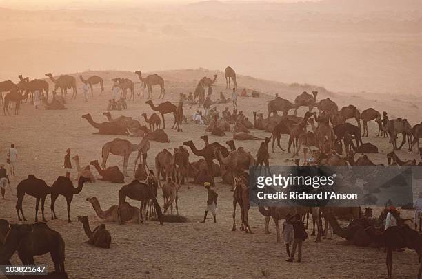 camels in thar desert during pushkar mela. - mela stock pictures, royalty-free photos & images