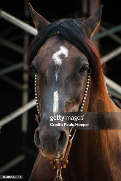 crioulo horse - gaucho festival stock pictures, royalty-free photos & images