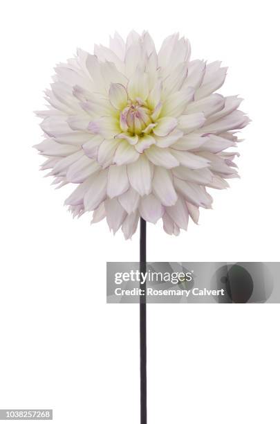 dahlia 'crazy love' with stem on white. - white flowers stock pictures, royalty-free photos & images