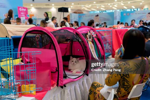 People take their pet cats to a purebred cat awarding competition, which is held in a shopping mall. More and more Chinese young people have their...