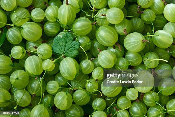 gooseberries - uva spina foto e immagini stock