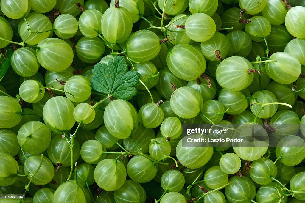 Gooseberries